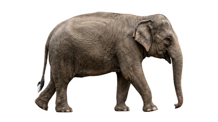 Fototapeta premium Elephant walking isolated on transparent background