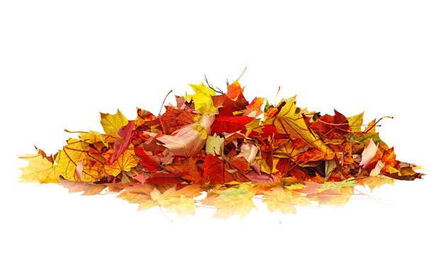 pile of autumn leaves isolated on transparent background