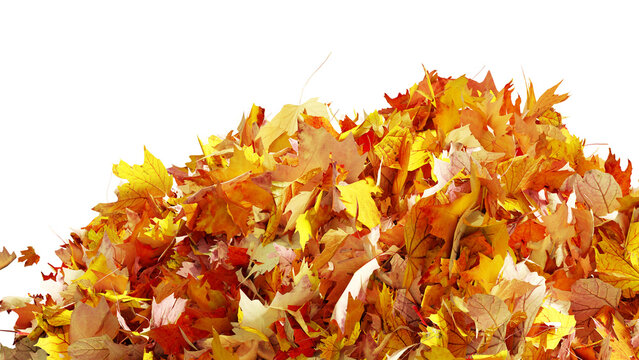 pile of autumn leaves isolated on transparent background