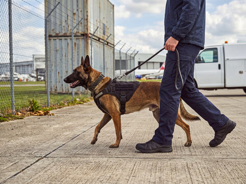 Security officer with a trained Belgian Malinois detection dog diligently patrolling a secure industrial area.