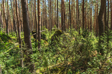 Fototapeta premium remains of former concrete defensive fortifications inside the forest, almost completely overgrown with vegetation