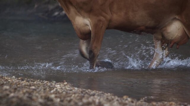 Dairy cow cooling down the heat crossing waters at NSW Australia