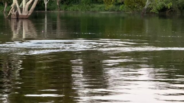 Pink River Dolphin Breaching in Pampas del Yacuma Bolivia Amazon Basin