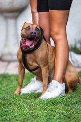 Pitbull seduto sul prato © Pasquale D'Anna
