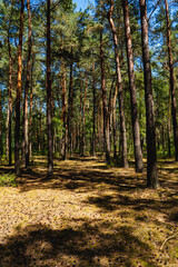Landscape of a pine forest during summer © michal812
