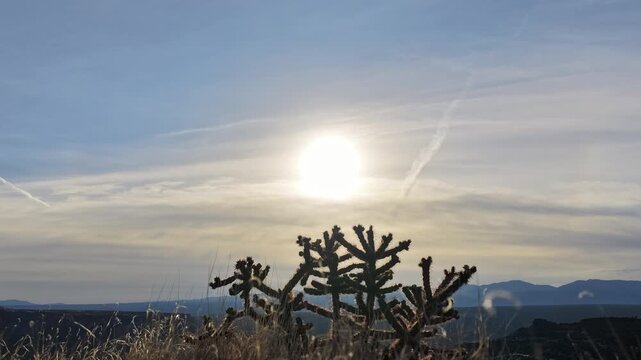 A vibrant weather timelapse capturing the sun shining over a native cholla cactus and swaying golden grass. Clouds drift across the sky, highlighting the rugged beauty of the arid landscape.