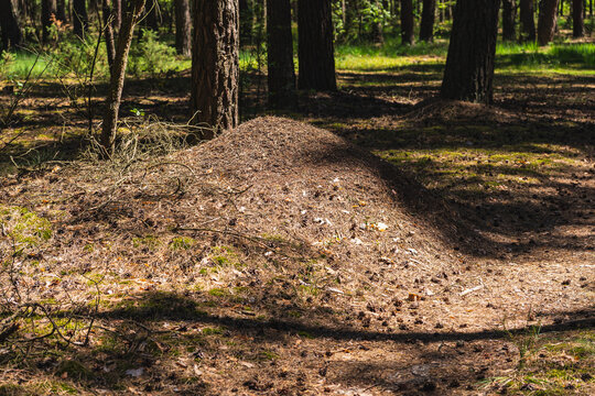 Landscape with a large anthill in a pine forest