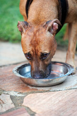 Pitbull che si disseta nella ciotola © Pasquale D'Anna