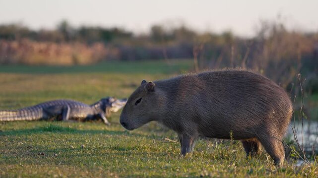 Capybara grazes by the water while a caiman rests in the background on a grassy wetland at sunset.