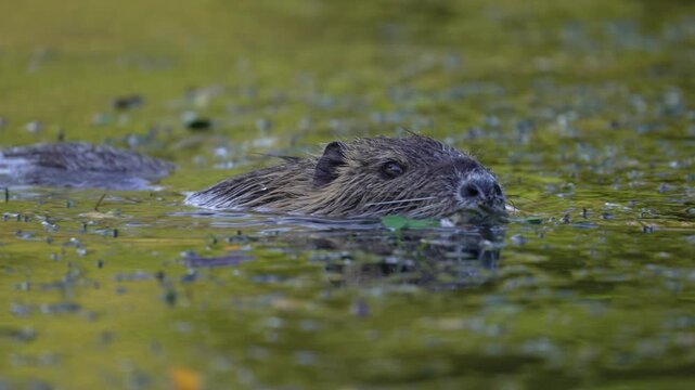 A nutria glides through a pond, its head above the water, surrounded by aquatic vegetation. Perfect for wildlife documentaries or educational content.