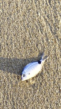 Dead juvenile blacktail fish washed up on beach swept away by wave. Vertical