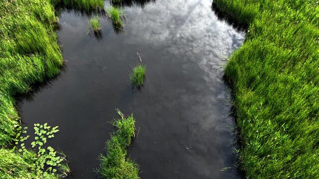 Aerial view of calm pond surrounded by lush green grass and aquatic plants in spring
