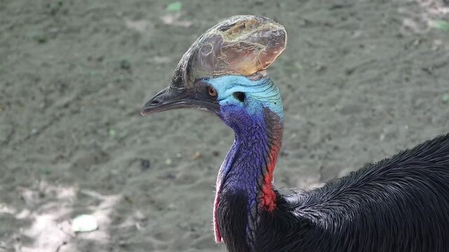 Close-up profile shot of a Southern Cassowary (casuarius casuarius) looking around, showing its unique horn casque, blue neck skin, and bright red wattles on a sunny day.