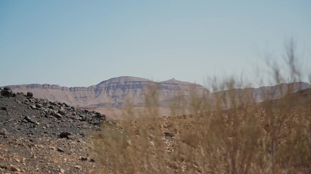 Desert shrub vegetation in the hot sun in arid valley outdoors during daytime. Ramon Crater in Israel's Negev region. Dry and hot weather. Plants growing despite heat. Rocky hills and mountains