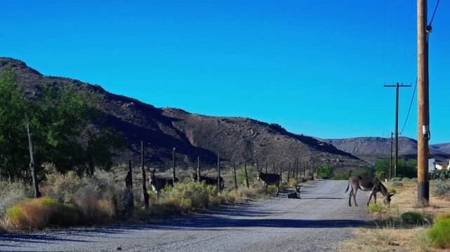 Wild burro family in southern Nevada