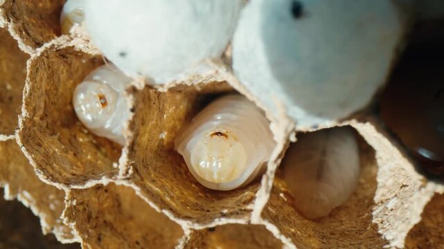 Hornet larva maturing within an hexagonal cell of a paper nest. Detailed macro view of the birth process and organic textures during the day.
