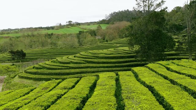 Cha Gorreana Tea Plantation On S&atilde;o Miguel Island In The Azores, Portugal. - aerial lateral shot