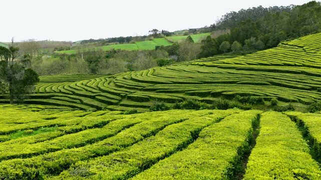 Organic Tea Plantations On Sao Miguel, Azores, Portugal. - aerial forward shot