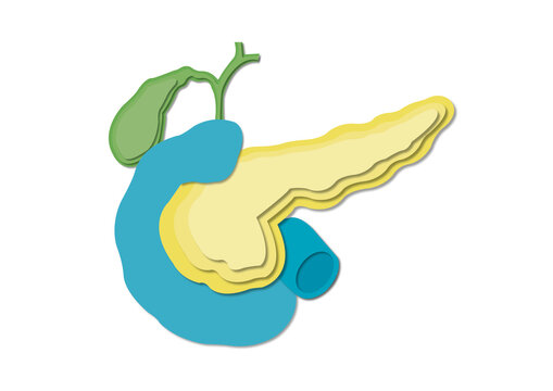 Pancreas, duodenum and gallbladder, illustration