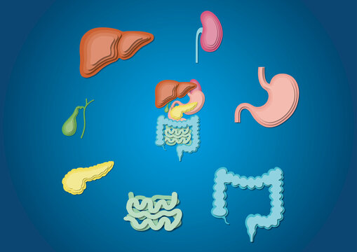 Digestive system, illustration