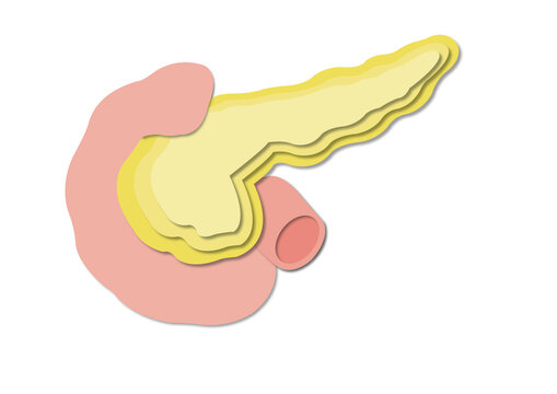 Pancreas and duodenum, illustration