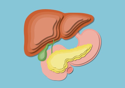 Digestive system, illustration