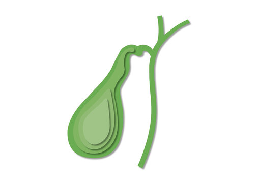 Gall bladder, illustration