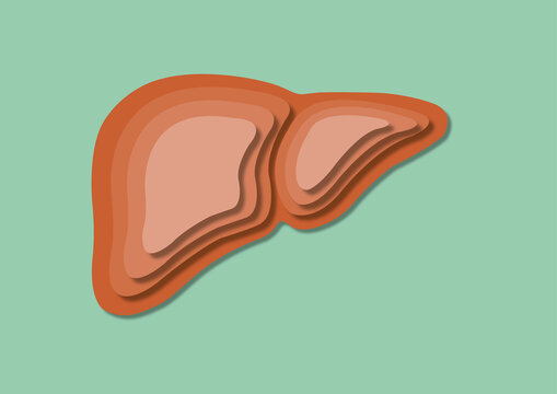 Liver, illustration