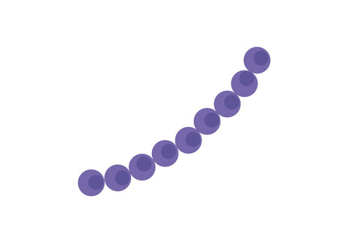 Staphylococci bacteria, illustration