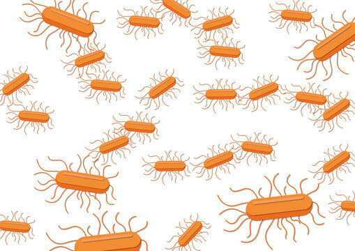 Salmonella bacteria, illustration