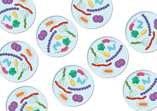 Bacteria in petri dishes, illustration