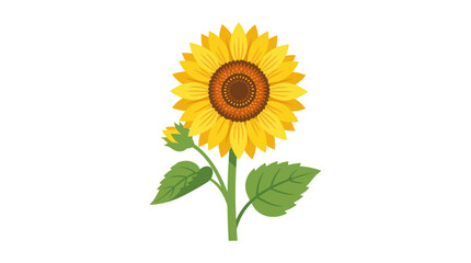 Obraz premium Vibrant Sunflower with Bud and Leaves, Isolated on White Background
