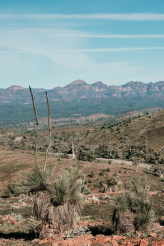 Native plants against a mountain back drop.