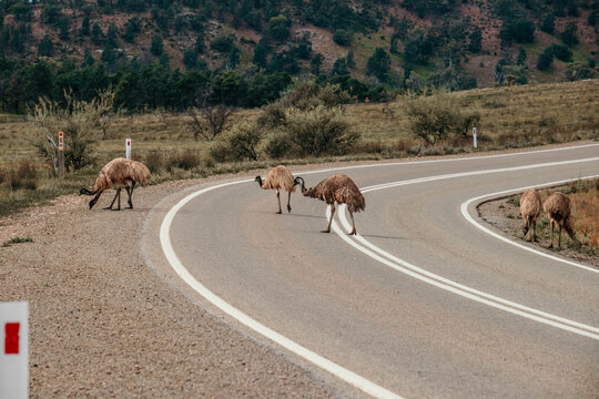 Wild emus cross road in the outback.