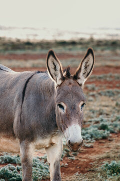 Donkey in the outback of Australia.