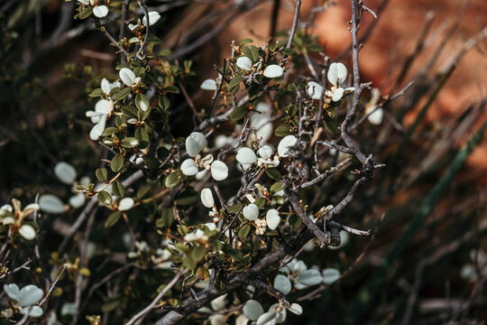 Wild tea tree bush in flower.