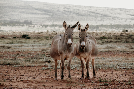 Portrait of two donkeys standing together in a dry outback landscape