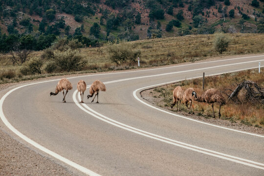 Emus crossing outback highway