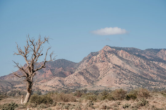 Dead tree stands in front of Flinders ranges