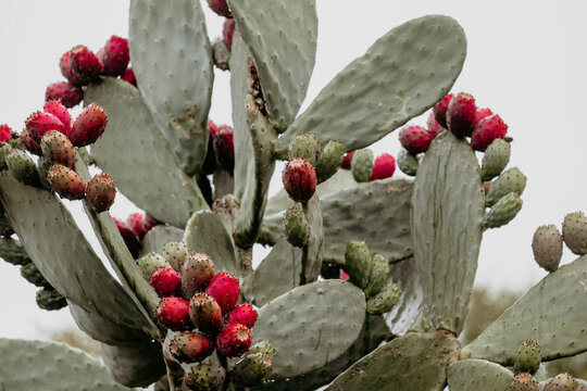 Close up of ripe prickly pear fruit