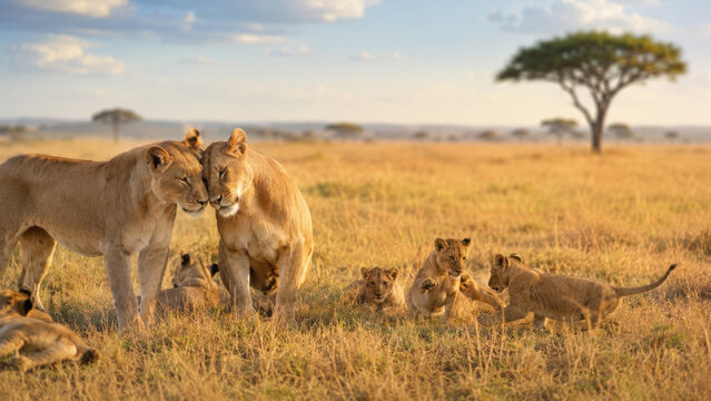 Two female lions nuzzle each other while their playful cubs surround them in a golden savanna. A serene wildlife moment in nature.