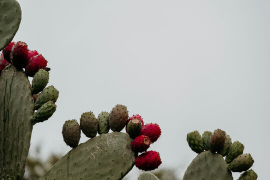 Close up of Prickly pear plant