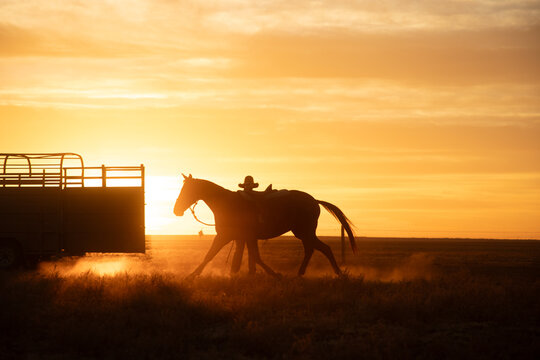 Lunging a stockhorse on sunrise