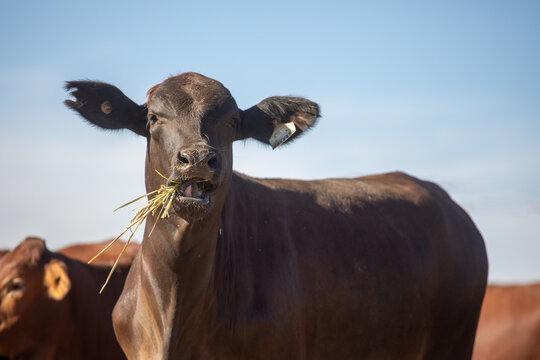Black heifer eating hay