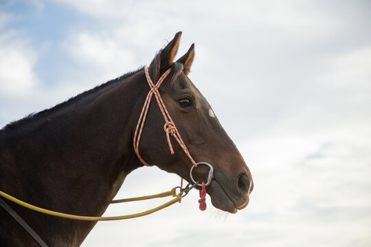 Horse's head against a cloudy sky