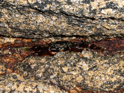 A horizontal close-up shot of a dark marbled rock crab hiding inside a tight crack between rough granite coastal stones. Great for wildlife and marine biology themes.