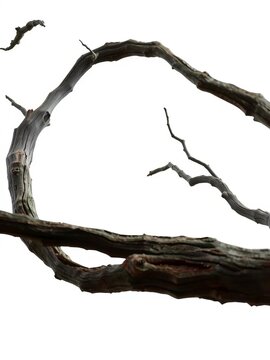 Weathered Tree Branch Isolated on White Background