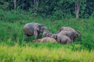 Fototapeta premium Its body is gray, its snout is called the trunk. The trunk of the Asian elephant has only one beak. Nakhon Ratchasima, Thailand.