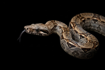 Fototapeta premium Boa constrictor snake slithering with tongue out in dark studio