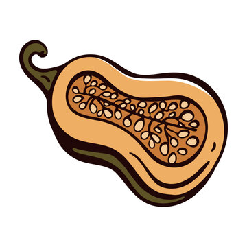 Halved butternut squash with seeds vector illustration. Hand drawn doodle winter pumpkin cut in half for Thanksgiving restaurant menu and soup recipe book.